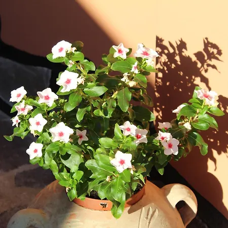 Lejlighed Domo De Natalina Olbia